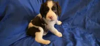 Duke, a male English Springer Spaniel for sale in Lake Benton, MN – 3 of 8