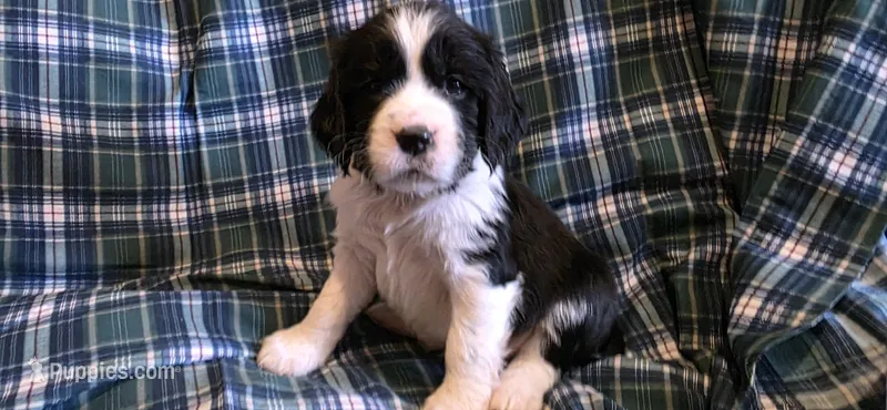 Dax – English Springer Spaniel puppy for sale in Lake Benton, MN