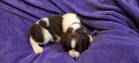 Cookie, a female English Springer Spaniel for sale in Lake Benton, MN – 6 of 8