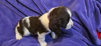 Cookie, a female English Springer Spaniel for sale in Lake Benton, MN – 8 of 8