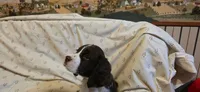 Page, a female English Springer Spaniel for sale in Lake Benton, MN – 2 of 6