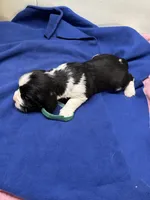 Dax, a male English Springer Spaniel for sale in Lake Benton, MN – 5 of 5