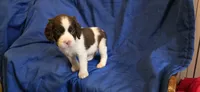 Duke, a male English Springer Spaniel for sale in Lake Benton, MN – 7 of 8