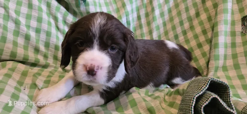 Diesel – English Springer Spaniel puppy for sale in Lake Benton, MN