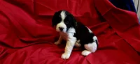 Oliver, a male English Springer Spaniel for sale in Lake Benton, MN – 3 of 9