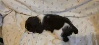 Page, a female English Springer Spaniel for sale in Lake Benton, MN – 5 of 6