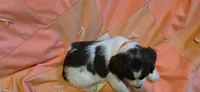 Mila, a female English Springer Spaniel for sale in Lake Benton, MN – 4 of 6