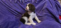 Cookie, a female English Springer Spaniel for sale in Lake Benton, MN – 2 of 8