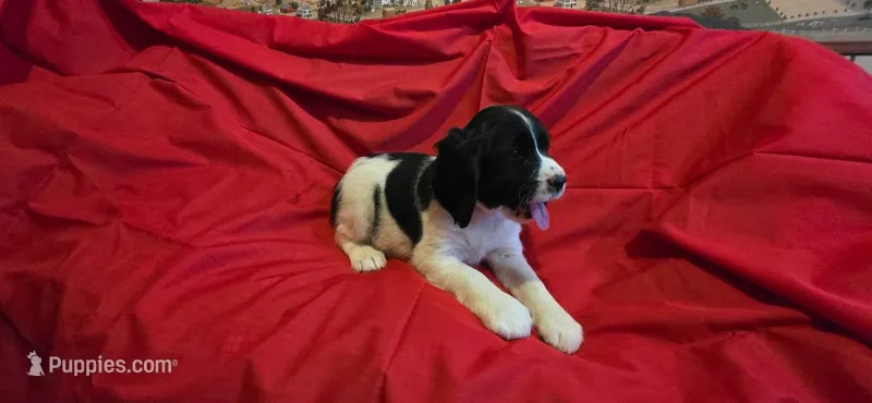 Oreo – English Springer Spaniel puppy for sale in Lake Benton, MN