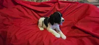 Oreo, a female English Springer Spaniel for sale in Lake Benton, MN – 1 of 4