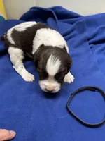 Oliver, a male English Springer Spaniel for sale in Lake Benton, MN – 3 of 5