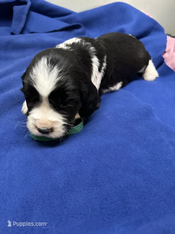 Dax – English Springer Spaniel puppy for sale in Lake Benton, MN