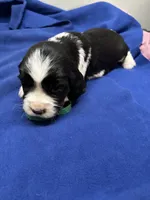 Dax, a male English Springer Spaniel for sale in Lake Benton, MN – 1 of 5