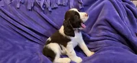 Cookie, a female English Springer Spaniel for sale in Lake Benton, MN – 3 of 8