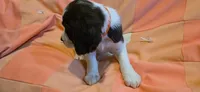 Mila, a female English Springer Spaniel for sale in Lake Benton, MN – 3 of 6