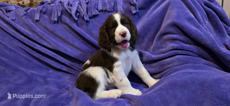 Cookie – English Springer Spaniel puppy for sale in Lake Benton, MN
