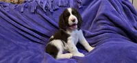 Cookie, a female English Springer Spaniel for sale in Lake Benton, MN – 1 of 8