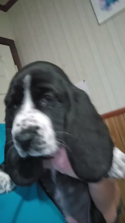 Amberlee, a female Basset Hound for sale in Shelbyville, MI – 5 of 6