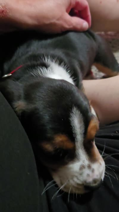 Chloe, a female Basset Hound for sale in Shelbyville, MI – 6 of 6
