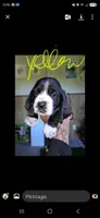 Amberlee, a female Basset Hound for sale in Shelbyville, MI – 3 of 6