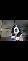 Amberlee, a female Basset Hound for sale in Shelbyville, MI – 2 of 6
