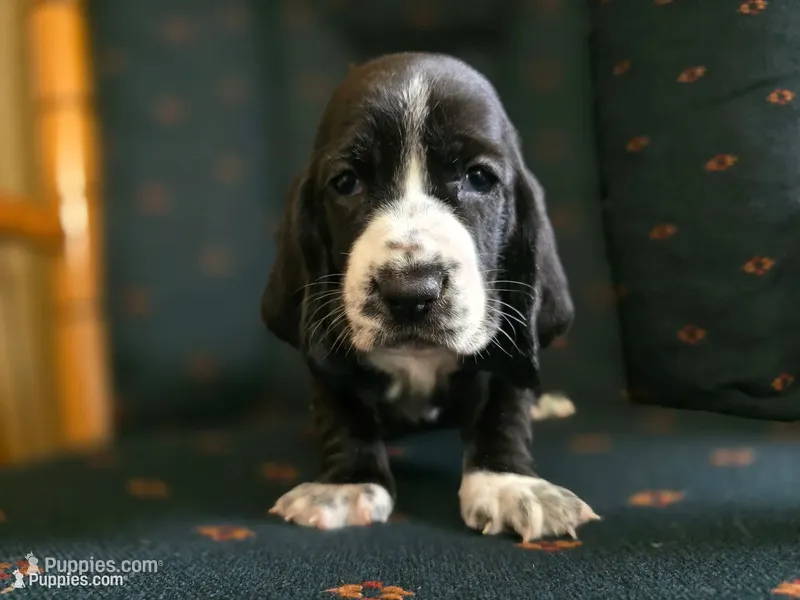 Amberlee – Basset Hound puppy for sale in Shelbyville, MI