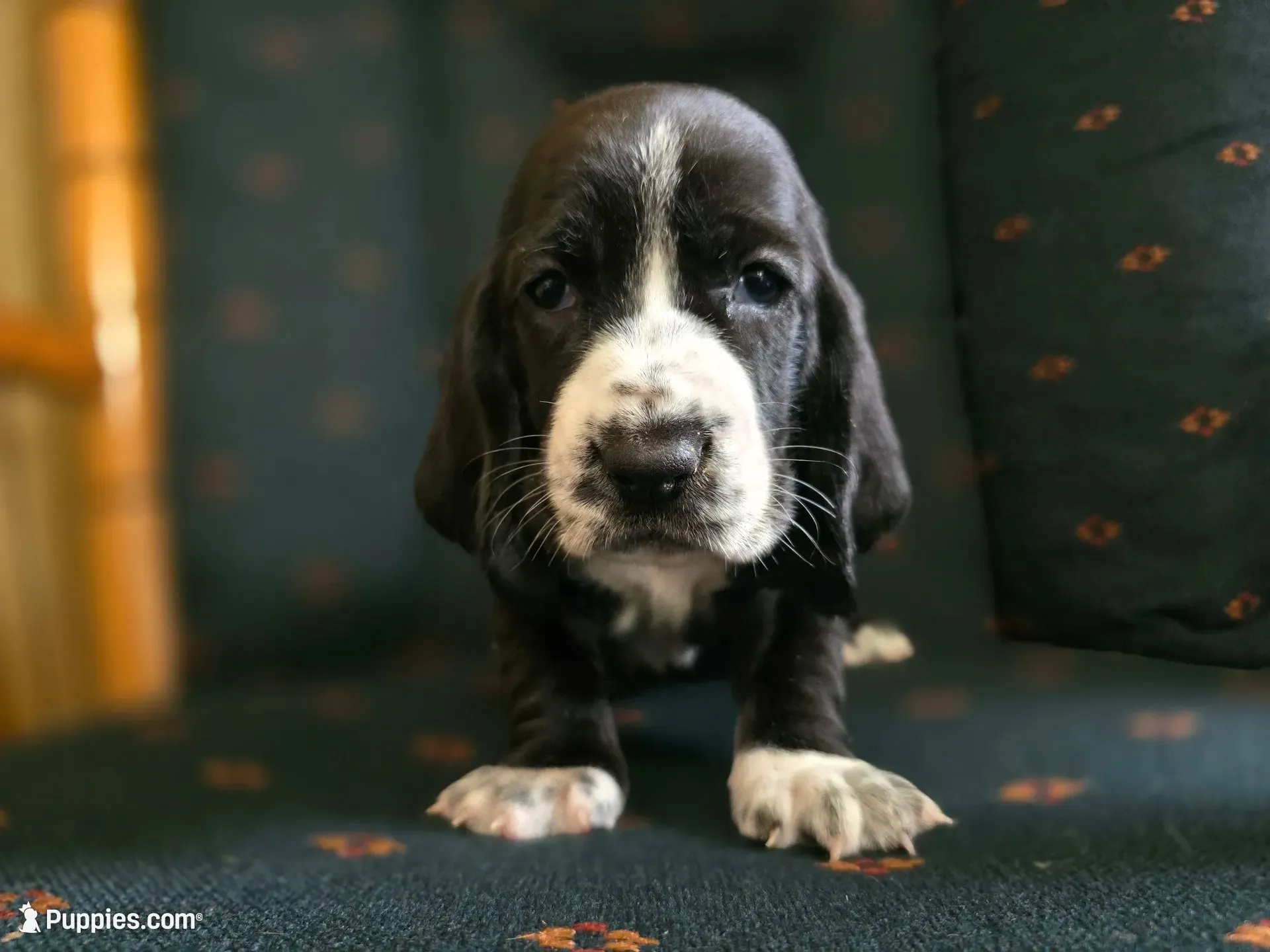 Amberlee, a female Basset Hound for sale in Shelbyville, MI – 1 of 6