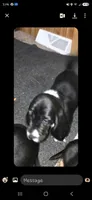 Chloe, a female Basset Hound for sale in Shelbyville, MI – 2 of 6