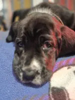 Chloe, a female Basset Hound for sale in Shelbyville, MI – 4 of 6