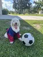 Snowball, a male Poodle - Standard  for sale in Poinciana, FL – 5 of 7