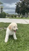 Nina, a female Poodle - Standard  for sale in Poinciana, FL – 3 of 3
