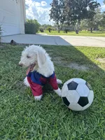 Snowball, a male Poodle - Standard  for sale in Poinciana, FL – 4 of 7