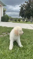 Nina, a female Poodle - Standard  for sale in Poinciana, FL – 2 of 3