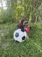 Caramelo, a male Poodle - Standard  for sale in Poinciana, FL – 4 of 4