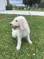 Snowball, a male Poodle - Standard  for sale in Poinciana, FL – 6 of 7