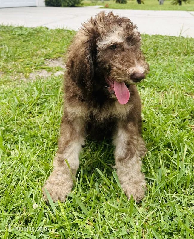 Caramelo  – Poodle - Standard  puppy for sale in Poinciana, FL