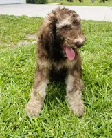 Caramelo , a male Poodle - Standard  for sale in Poinciana, FL – 1 of 8