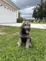Lara, a female Poodle - Standard  for sale in Poinciana, FL – 4 of 4