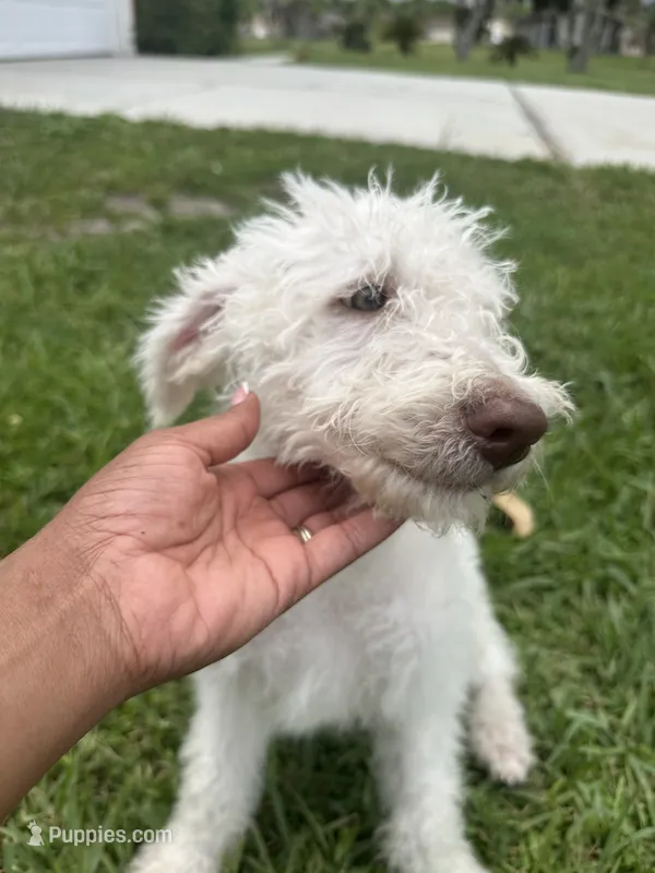 Snowball – Poodle - Standard  puppy for sale in Poinciana, FL
