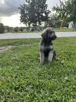Lara, a female Poodle - Standard  for sale in Poinciana, FL – 3 of 3