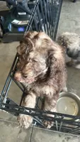 Caramelo , a male Poodle - Standard  for sale in Poinciana, FL – 2 of 8