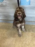 Caramelo , a male Poodle - Standard  for sale in Poinciana, FL – 7 of 8