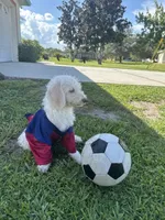 Snowball, a male Poodle - Standard  for sale in Poinciana, FL – 5 of 7