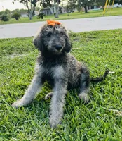 Lara, a female Poodle - Standard  for sale in Poinciana, FL – 3 of 4