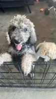 Lara, a female Poodle - Standard  for sale in Poinciana, FL – 2 of 3