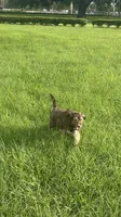 Caramelo , a male Poodle - Standard  for sale in Poinciana, FL – 4 of 8