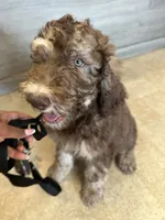 Caramelo , a male Poodle - Standard  for sale in Poinciana, FL – 3 of 8