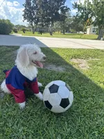 Snowball, a male Poodle - Standard  for sale in Poinciana, FL – 7 of 7