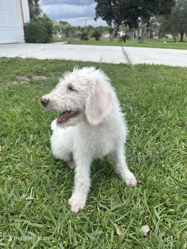 Snowball – Poodle - Standard  puppy for sale in Poinciana, FL