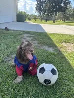 Caramelo , a male Poodle - Standard  for sale in Poinciana, FL – 5 of 8